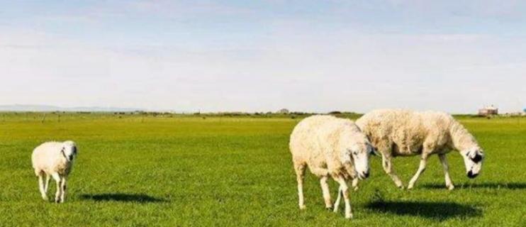 羊不吃草是怎么回事 羊无缘无故不吃草怎么回事
