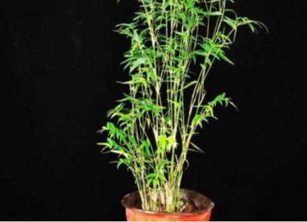 米竹怎么养才能更旺盛 水培米竹怎么养才能更旺盛