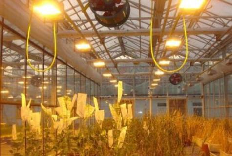 植物补光灯有效果吗 植物补光灯有效果吗?