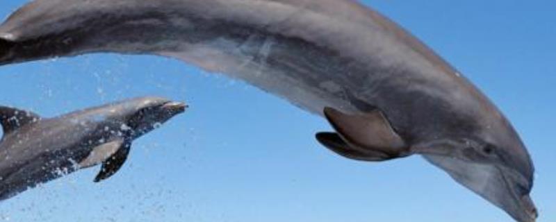 鲸鱼祖先是什么 鲸鱼祖先是什么生肖