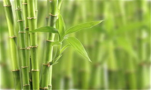竹子的叶子是什么形状（竹子的叶子是什么形状的 像什么踩在地上的脚印）