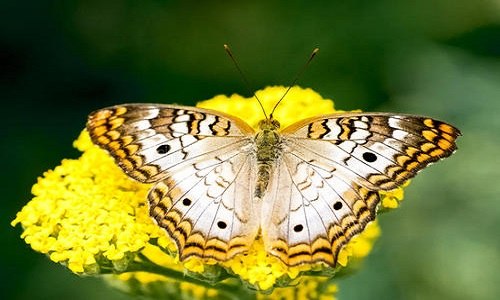 大孔雀蝶的特点 大孔雀蝶的特点和生活特征