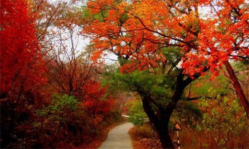 香山红叶是什么树 香山红叶是什么树上的叶子