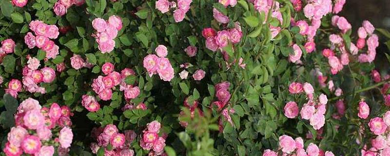 蔷薇苗种植方法，适应能力强喜欢充足的阳光