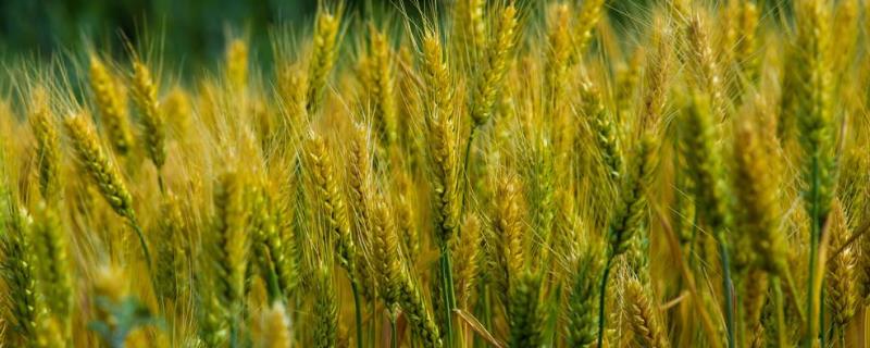 麦子什么时候熟，什么时候播种 麦子是什么时候播种什么时候收获
