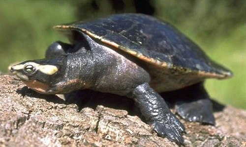 圆澳龟可以养在深水吗（圆澳龟可以养在深水吗圆澳龟多少钱）