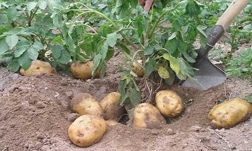 土豆几月份种合适 土豆几月份种合适安徽