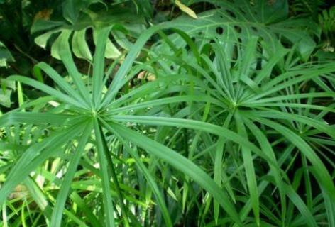 水竹的养殖方法和注意事项 水竹的养殖方法和注意事项功效