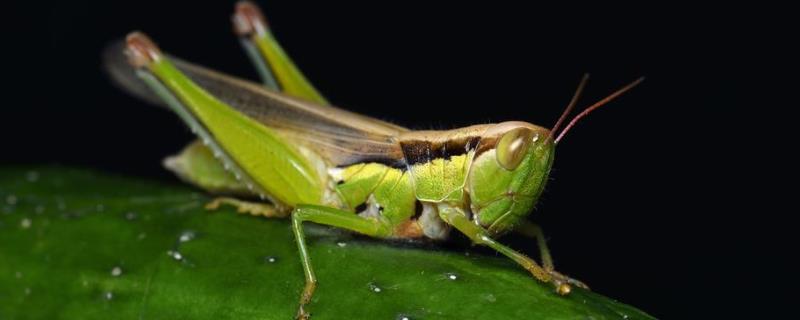 蝗虫呼吸的器官是什么 蝗虫呼吸的器官是什么动物