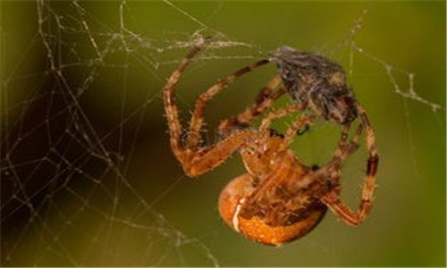 为什么蜘蛛会吐丝 为什么蜘蛛会吐丝作文