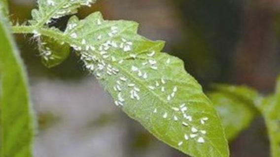 花上长满白色的虱子怎么办 花上长满白色的虱子怎么办用什么药