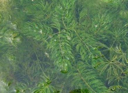 金鱼藻是被子植物还是藻类植物（金鱼藻和黑藻是被子植物吗）