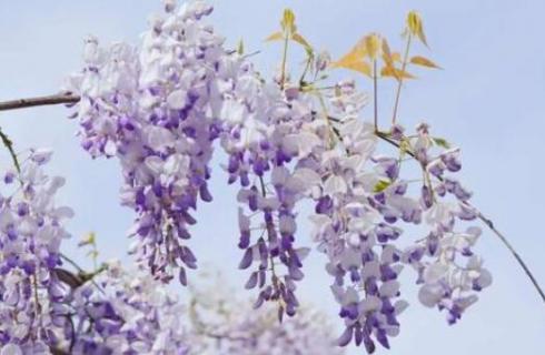 紫藤花和紫槐花的区别 紫藤花和紫槐花的区别是什么