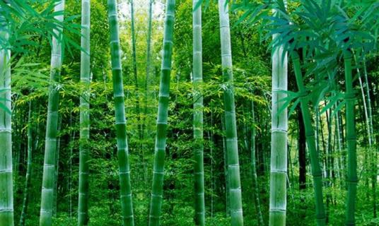 竹子的品种（竹子的品种及图片大全）