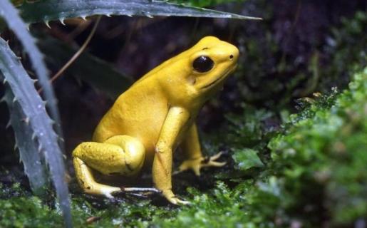 黄色的青蛙是什么品种 黄色的青蛙是什么品种的青蛙