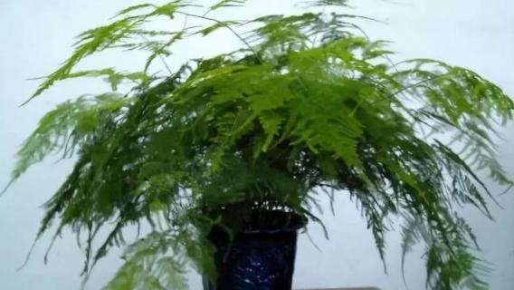 云竹和文竹是一个品种吗 文竹和云竹哪个品种好