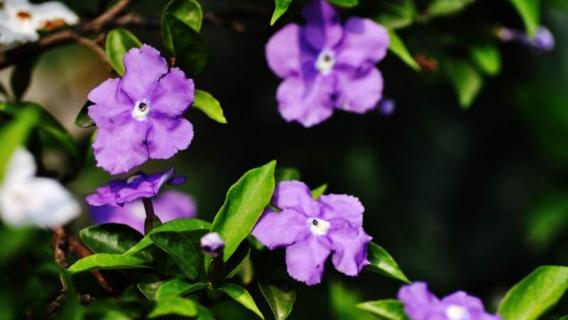 紫茉莉和夜来香是一种花吗 紫茉莉和夜来香是一种花吗图片