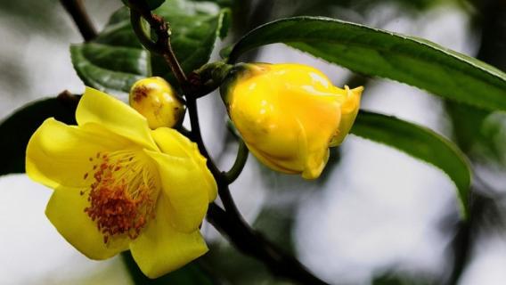 金花茶是裸子植物还是被子植物（金花茶是裸子植物还是被子植物?）