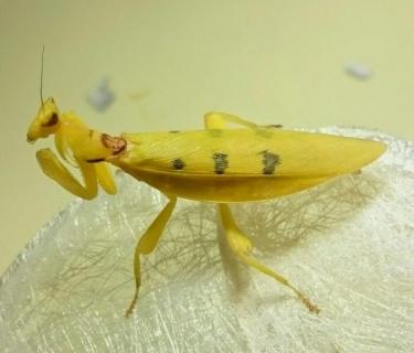 黄色的螳螂是什么品种 黄色的螳螂是什么品种?