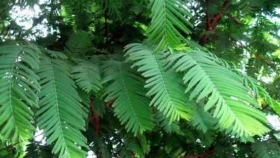 水杉是什么植物 水杉是什么植物是种子植物吗