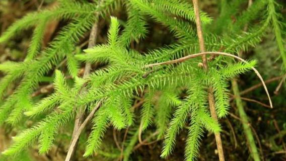 石松是什么植物（石松是什么植物或中药）