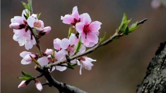 桃树秋天开花是什么原因 桃树秋天开花是什么原因呢