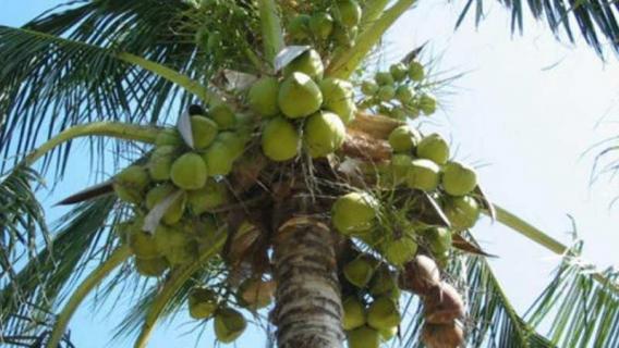 椰子是被子植物还是裸子植物 椰子属于被子植物吗