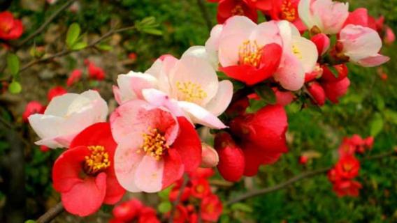 红莲水榭的海棠是什么品种（红莲水榭的海棠是什么品种的海棠花）