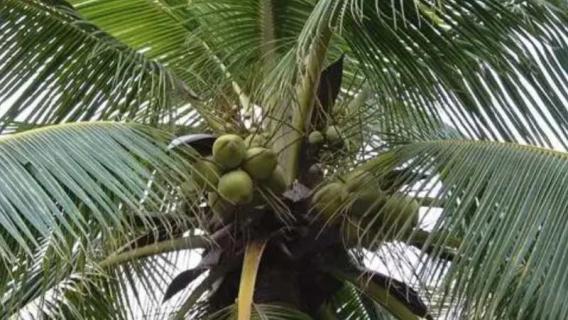 椰子树是常绿树吗 椰子树是常青树吗