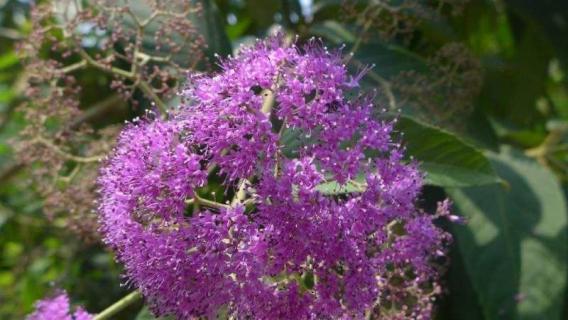 裸花紫珠是什么植物（裸花紫珠是什么植物有什么禁忌）