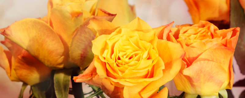黄玫瑰代表什么意思 香槟玫瑰代表什么意思