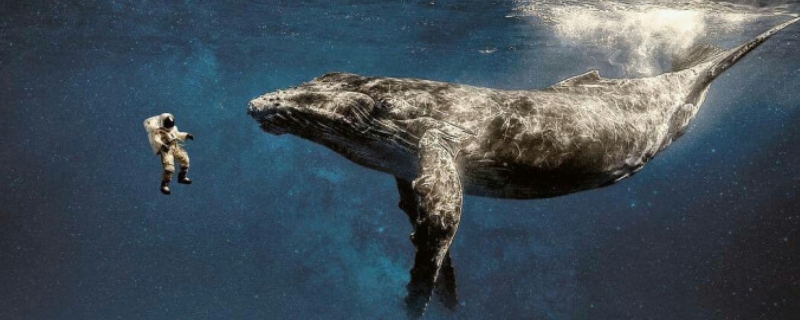 全世界鲸鱼一共有多少个种类（全世界鲸鱼一共有多少个种类图片）