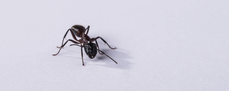 蚂蚁怕什么 蚂蚁怕什么气味和东西