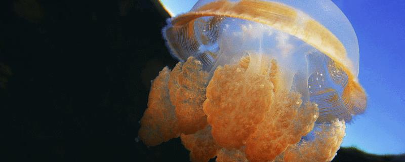 海蜇是水母吗，有毒吗，吃什么食物（海蜇是水母吗,有毒吗,吃什么食物好）