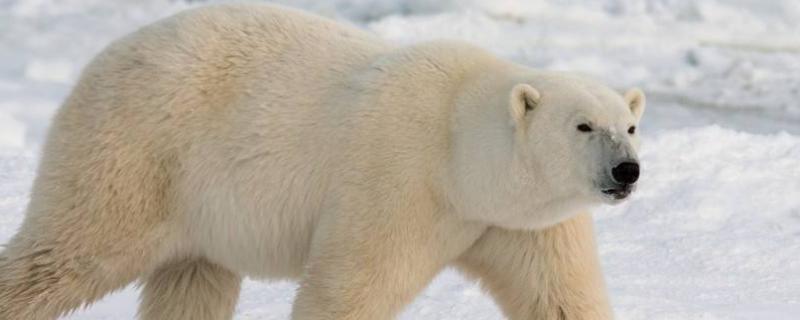 北极熊会冬眠吗，吃什么食物（北极熊会冬眠吗,吃什么食物为好）