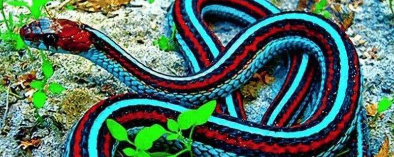 蓝长腺珊瑚蛇有毒吗，以什么为食 蓝长腺珊瑚蛇和红头环蛇
