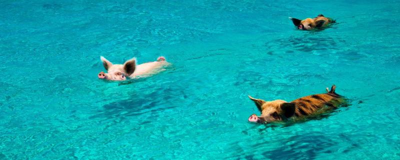 猪会游泳吗（猪会游泳吗百度百科）