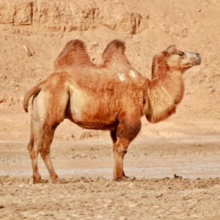 骆驼的驼峰里主要贮存着哪种营养物质？