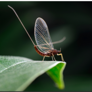 寿命最短的昆虫是什么 寿命极短的昆虫