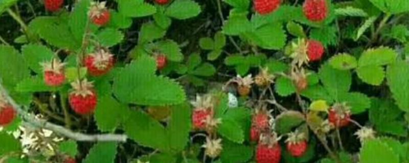 蛇莓是什么 蛇莓是什么科