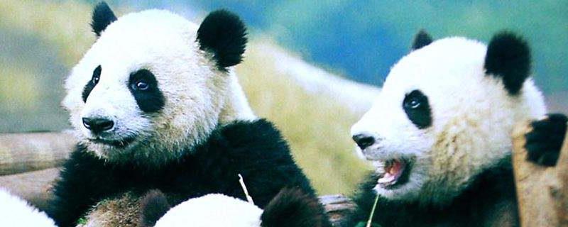 大熊猫吃什么，食量大吗