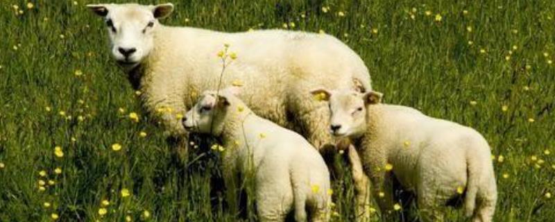 羊的体外寄生虫怎样预防与治疗 羊的体外虫怎么治