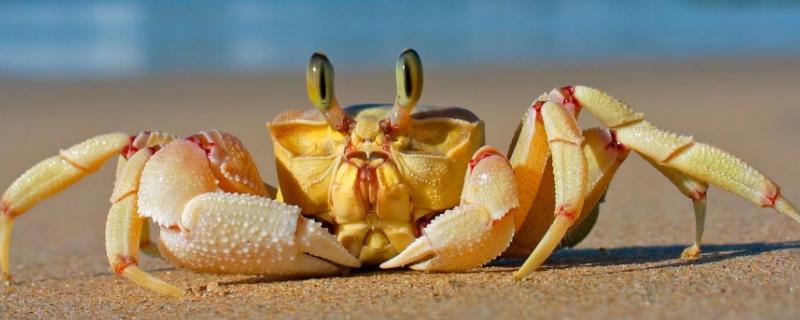 活螃蟹怎么储存时间长，附营养价值（活螃蟹怎样保存才能活得更久）