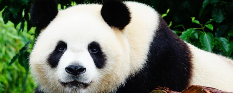 动物园的大熊猫吃不吃肉（大熊猫为啥不吃肉了）
