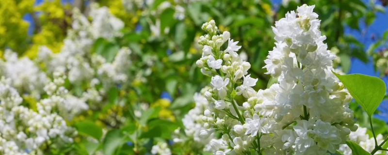一般丁香是在几月开花，附丁香的养护条件