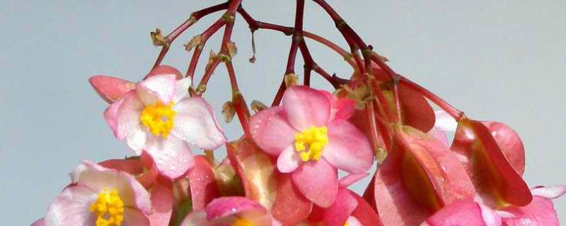 竹节海棠为什么不开花，针对性防治 竹节海棠不分枝怎么办