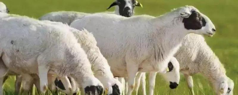 春天羊反复拉稀的原因，附治疗方法 春季羊拉稀