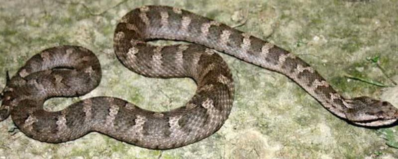 七步蛇是什么蛇，附分布地区和外形特征