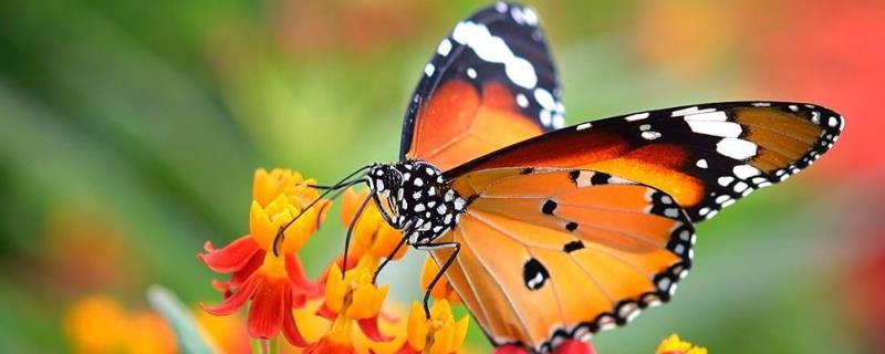 蝴蝶是益虫还是害虫，它吃什么 蝴蝶是益虫还是害虫,它吃什么食物
