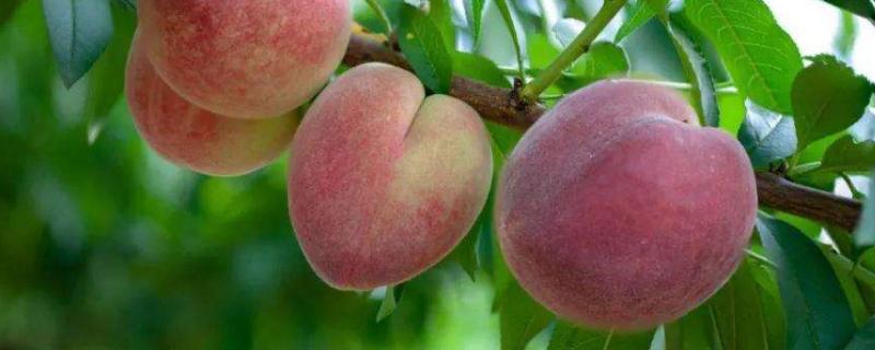 新品种桃子有哪些品种，各有什么特点
